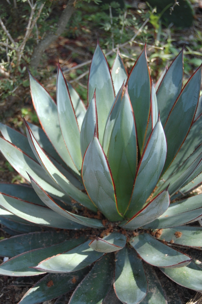 'Blue Glow' Century Plant - Agave from Keathly Nursery