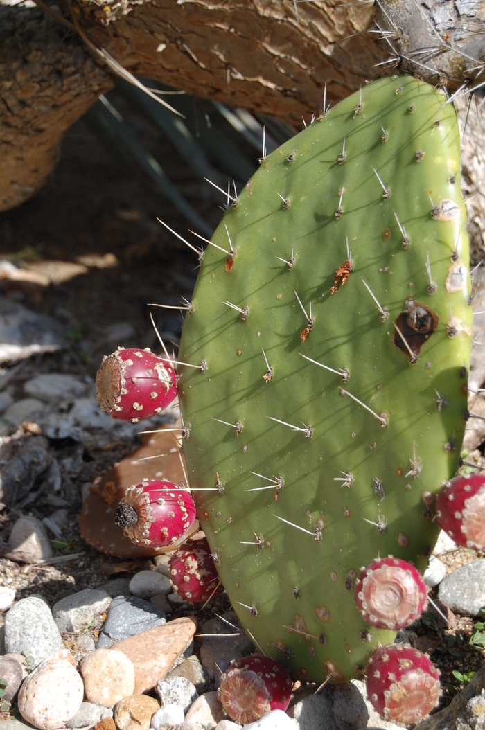 Prickly Pear - Opuntia tapona from Keathly Nursery