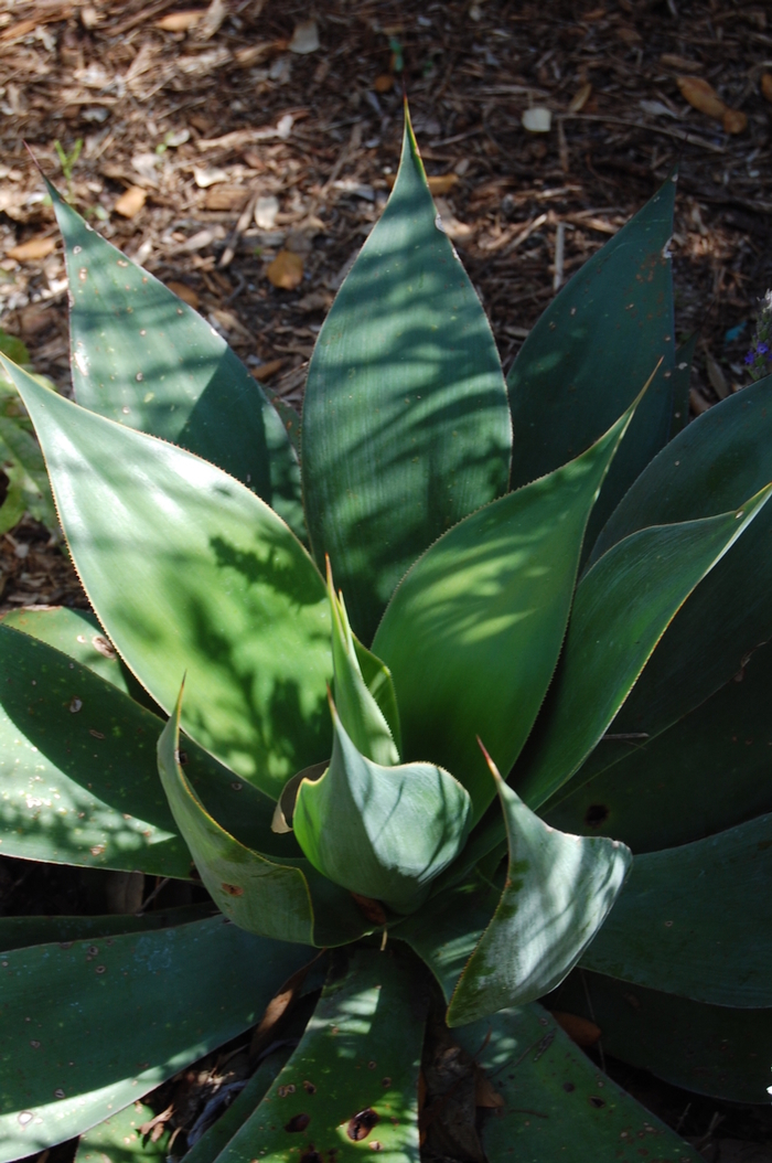 'Blue Flame' Century Plant - Agave from Keathly Nursery