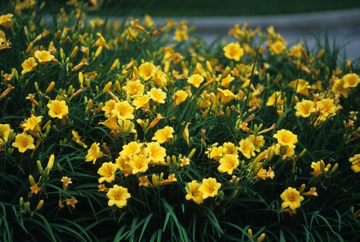 'Stella d' Oro' - Hemerocallis (Daylily) from Keathly Nursery