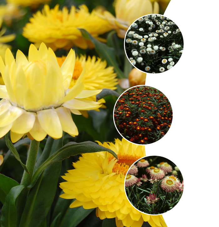 'Multiple Varieties' Strawflower - Bracteantha bracteata from Keathly Nursery