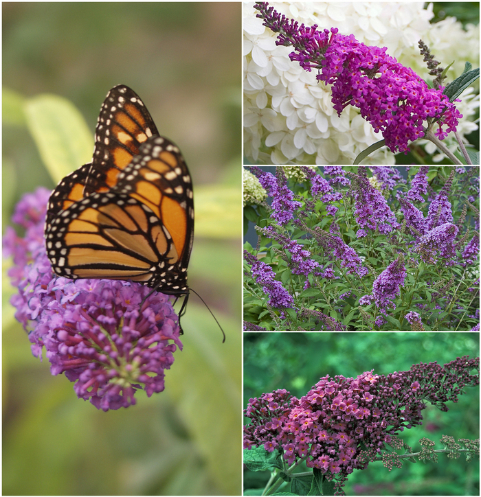 'Multiple Varieties' Assorted, Butterfly Bush - Buddleia from Keathly Nursery