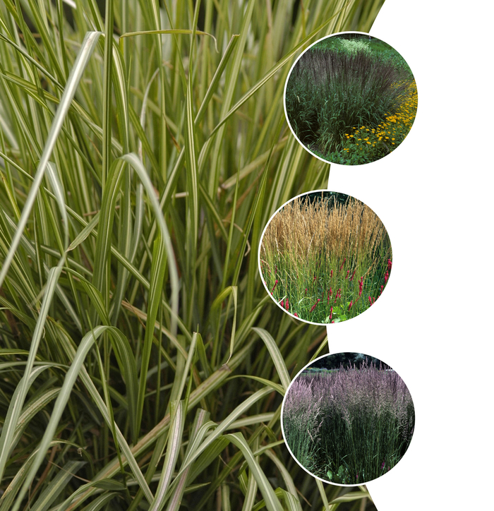 'Multiple Varieties' Assorted, Reed Grass - Calamagrostis from Keathly Nursery