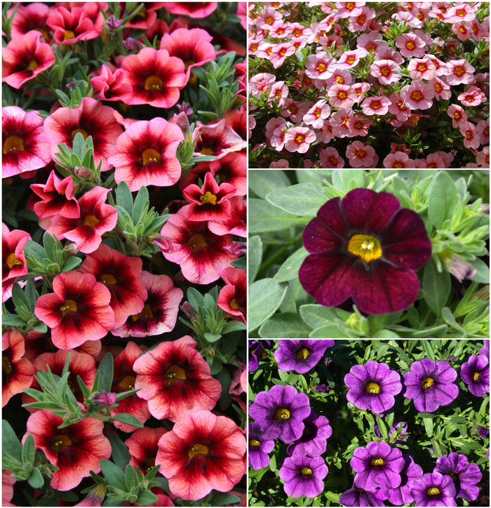 'Multiple Varieties' Assorted, Million Bells - Calibrachoa from Keathly Nursery