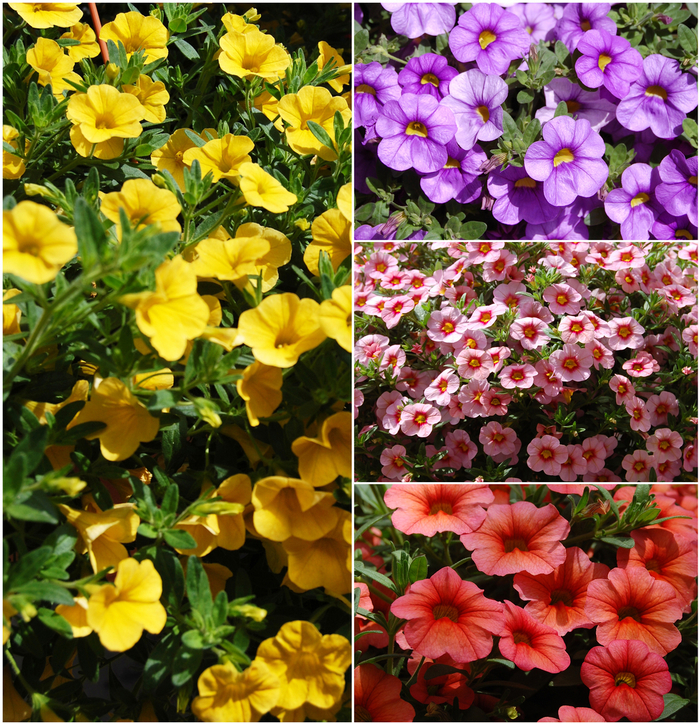 Aloha 'Multiple Varieties' - Calibrachoa (Assorted, Calibrachoa) from Keathly Nursery