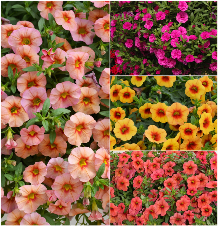 MiniFamous&reg; 'Series' - Calibrachoa (Trailing Petunia) from Keathly Nursery