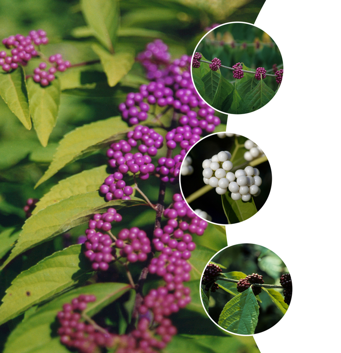 'Multiple Varieties' Beautyberry - Callicarpa from Keathly Nursery