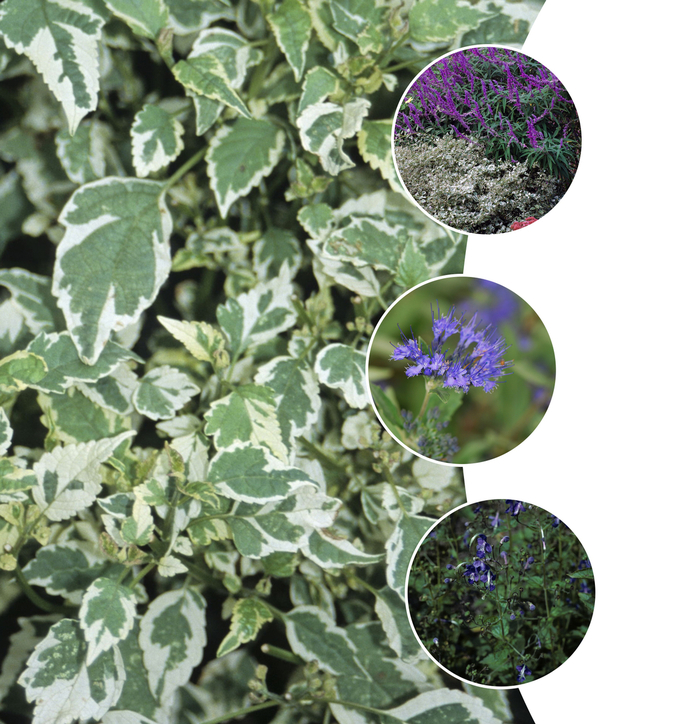 Assorted Bluebeard - Caryopteris from Keathly Nursery