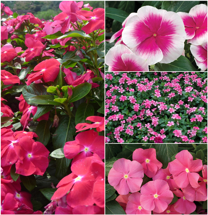 Nirvana&reg; 'Multiple Varieties' - Catharanthus roseus (Annual Vinca; Periwinkle) from Keathly Nursery