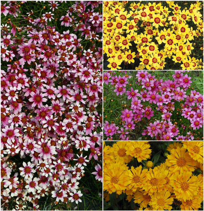 'Multiple Varieties' - Coreopsis from Keathly Nursery