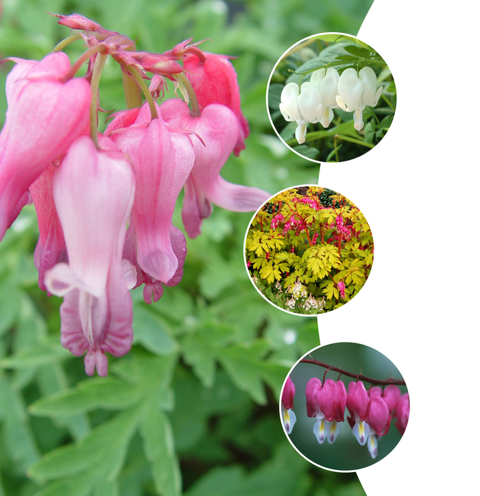'Multiple Varieties' Bleeding Heart, Assorted - Dicentra from Keathly Nursery