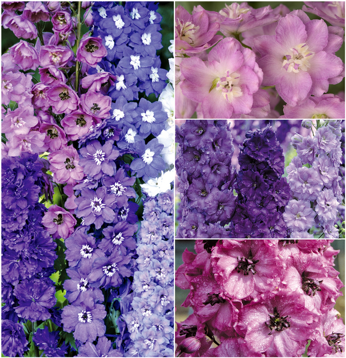 Multiple Varieties - Delphinium from Keathly Nursery