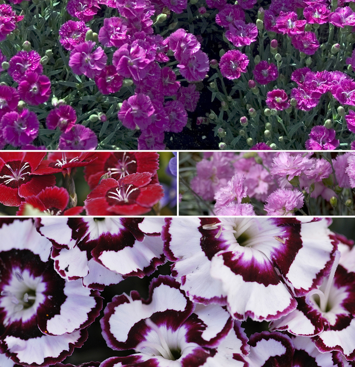 'Multiple Varieties' - Dianthus from Keathly Nursery