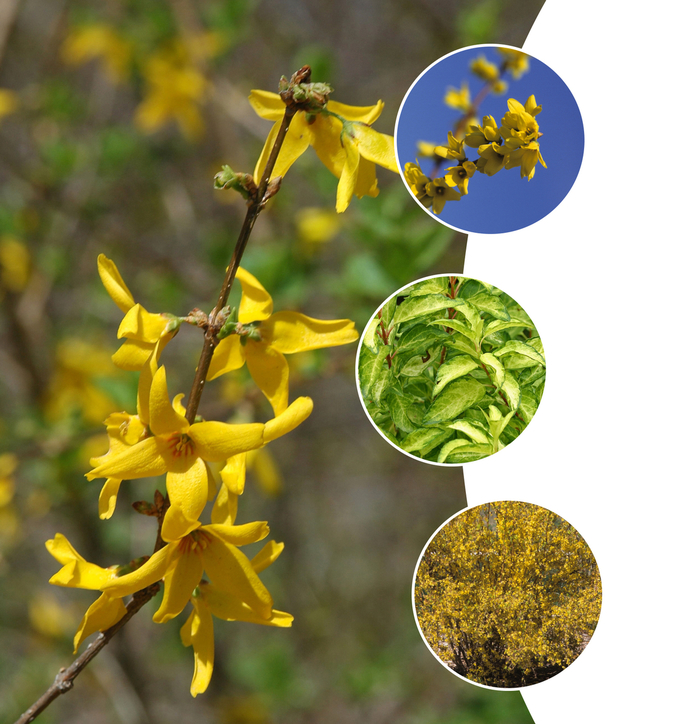 Forsythia Multiple Varieties - Forsythia from Keathly Nursery