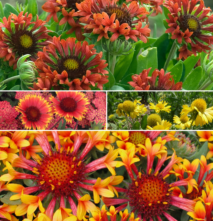'Multiple Varieties' Assorted, Blanket Flower - Gaillardia from Keathly Nursery