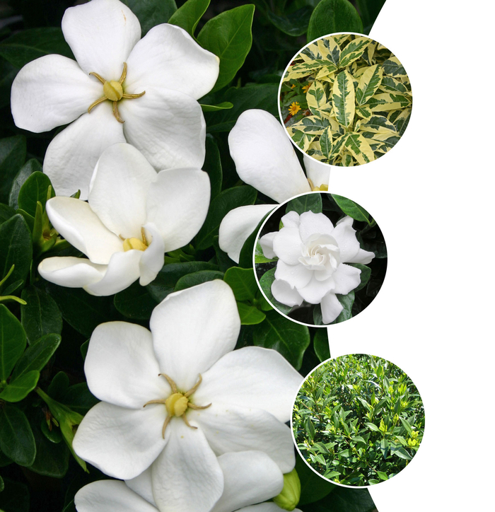 'Multiple Varieties' - Gardenia jasminoides from Keathly Nursery