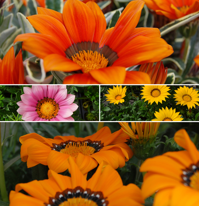 'Multiple Varieties' - Gazania from Keathly Nursery