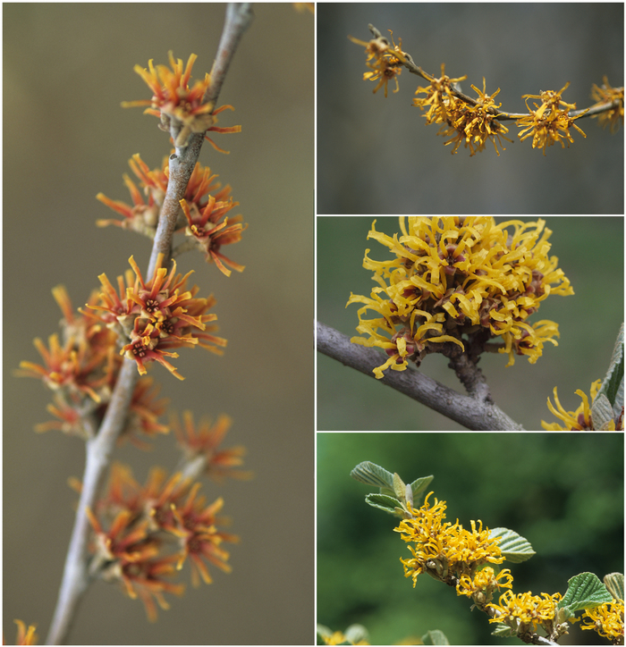 'Multiple Varieties' Witch Hazel - Hamamelis from Keathly Nursery