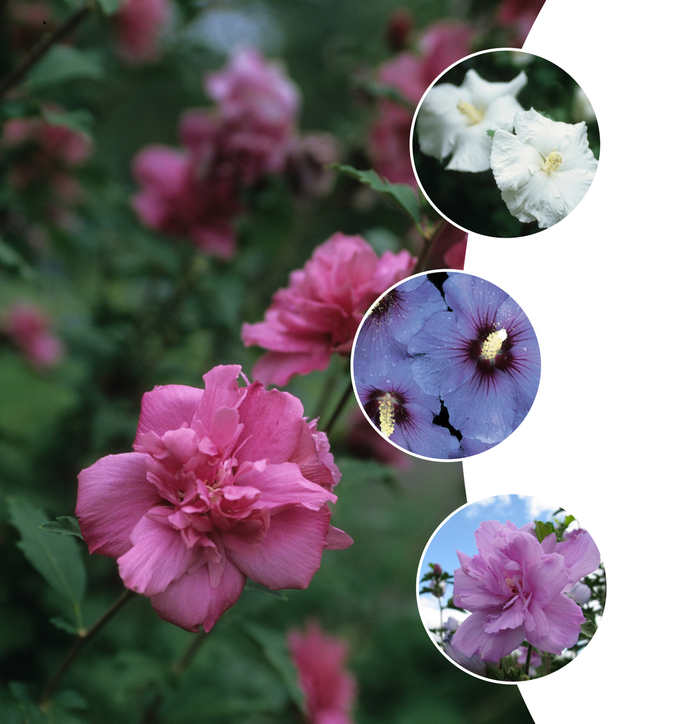 'Multiple Varieties' (Althea) Rose of Sharon - Hibiscus syriacus from Keathly Nursery