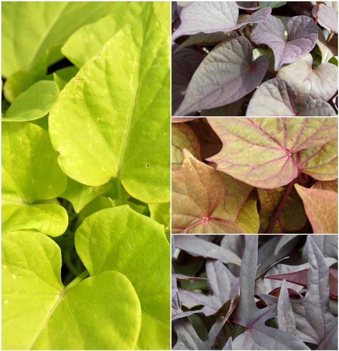 'Multiple Varieties' Assorted, Ornamental Sweet Potato - Ipomoea batatas from Keathly Nursery