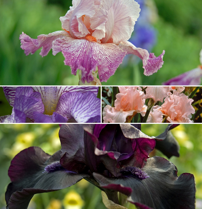 Assorted Bearded Iris - Iris germanica from Keathly Nursery
