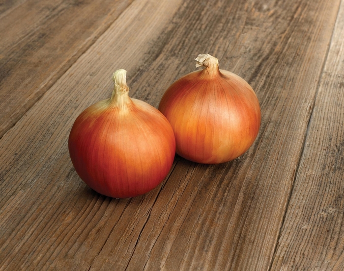 'Aruba' Spanish Onion - Allium from Keathly Nursery