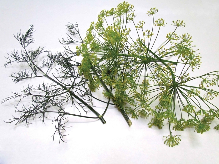 'Dukat' Dill - Anethum graveolens from Keathly Nursery