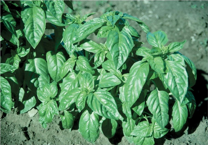 'Italian Large Leaf' Basil - Ocimum basilicum from Keathly Nursery