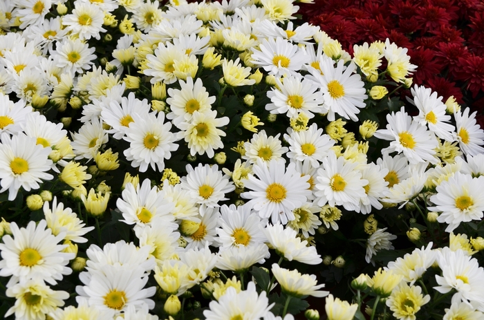 WHITE Garden Mum - Chrysanthemum x morifolium from Keathly Nursery