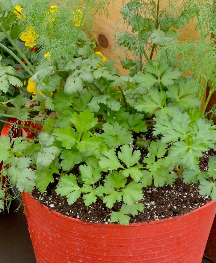 Assorted Herbs - Multiple Varieties from Keathly Nursery