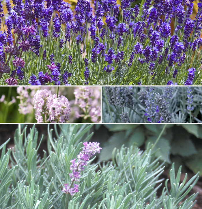 'Multiple Varieties' Lavender - Lavandula from Keathly Nursery
