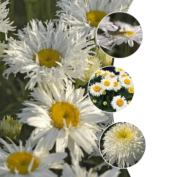 'Multiple Varieties' Shasta Daisy - Leucanthemum x superbum from Keathly Nursery