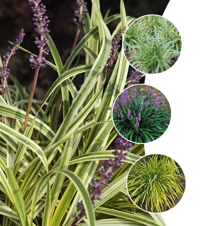 'Multiple Varieties' Lily-turf - Liriope from Keathly Nursery