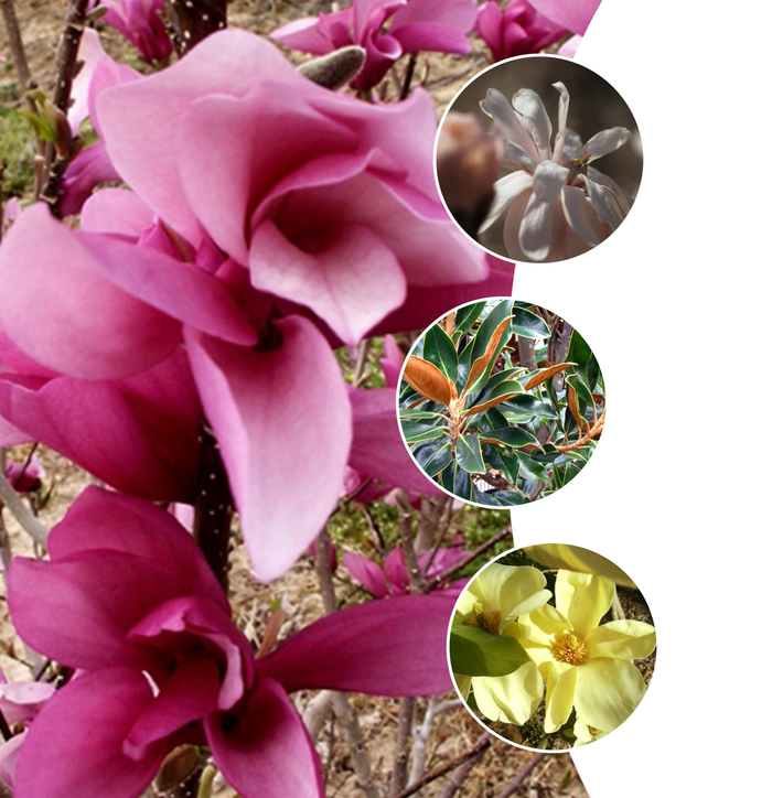 'Elegance&trade;' Assorted Magnolia - Magnolia from Keathly Nursery