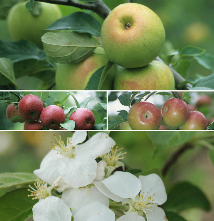 'Multiple Varieties' of Apple - Malus domestica from Keathly Nursery
