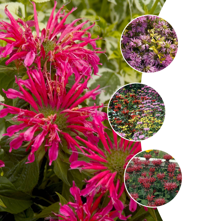 'Multiple Varieties' Bee Balm - Monarda from Keathly Nursery