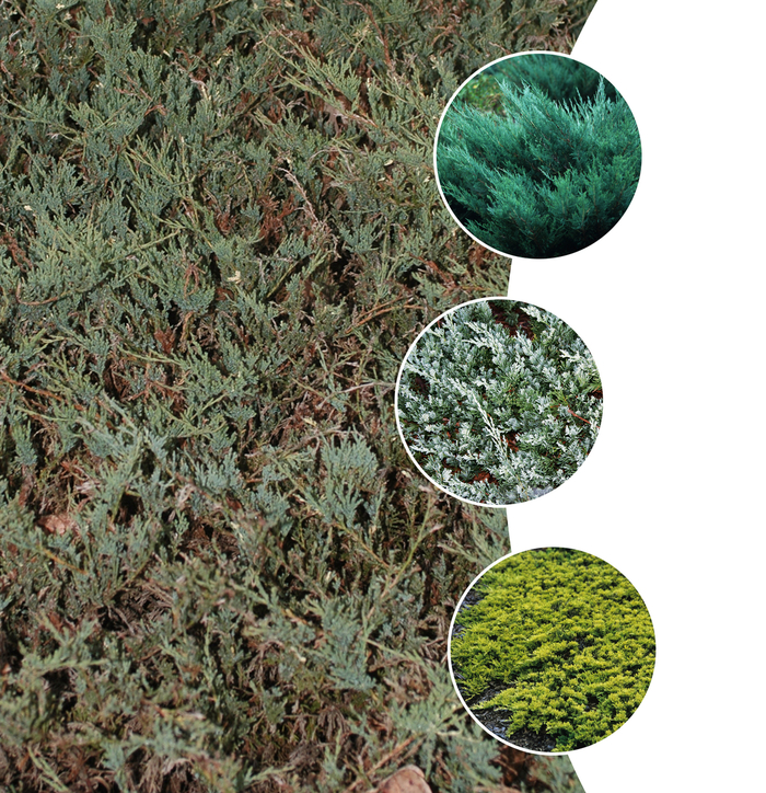 'Groundcover Juniper' - Juniperus horizontalis from Keathly Nursery