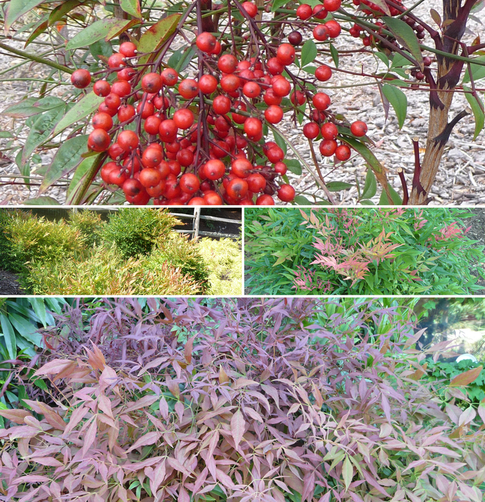 'Multiple Varieties' - Nandina from Keathly Nursery