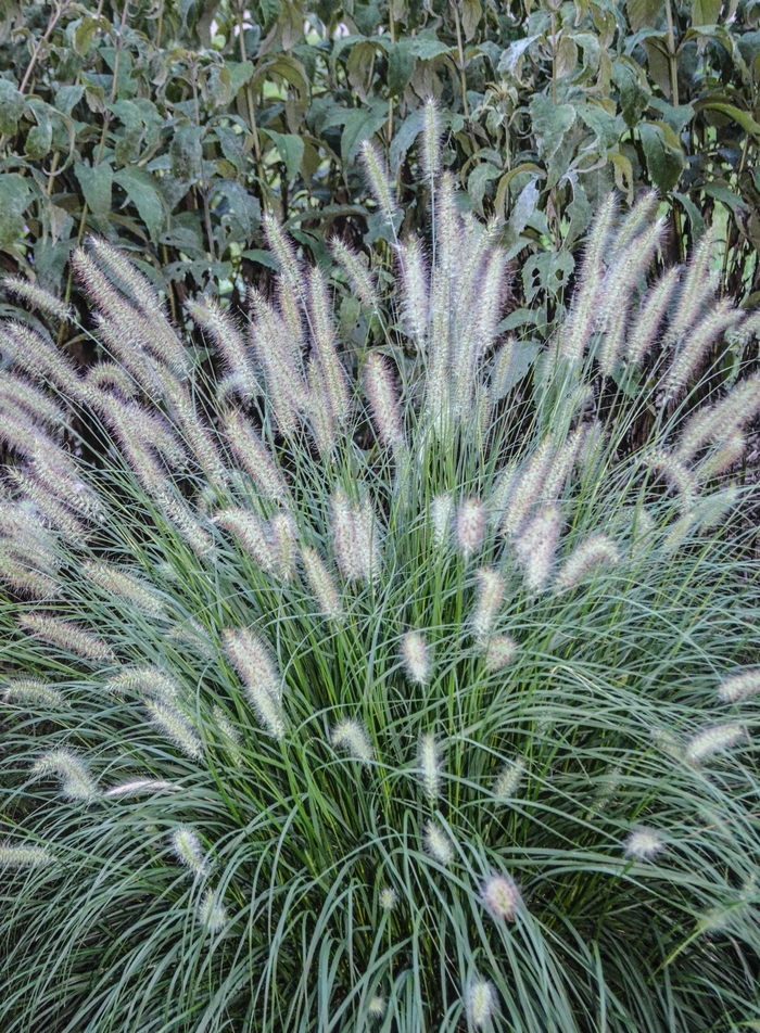 'Hameln' - Pennisetum alopecuroides (Dwarf Fountain Grass) from Keathly Nursery