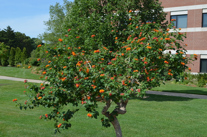 'Multiple Varieties' Assorted, Lantana - Lantana camara from Keathly Nursery