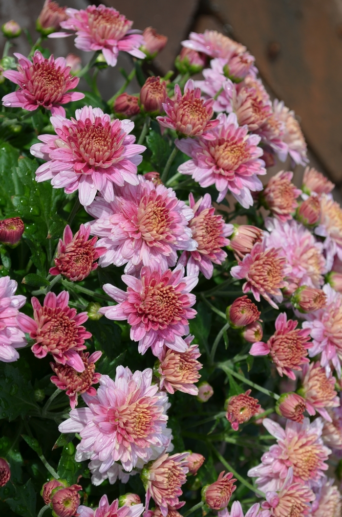 'Multiple Varieties' Purple Garden Mum - Chrysanthemum x morifolium from Keathly Nursery