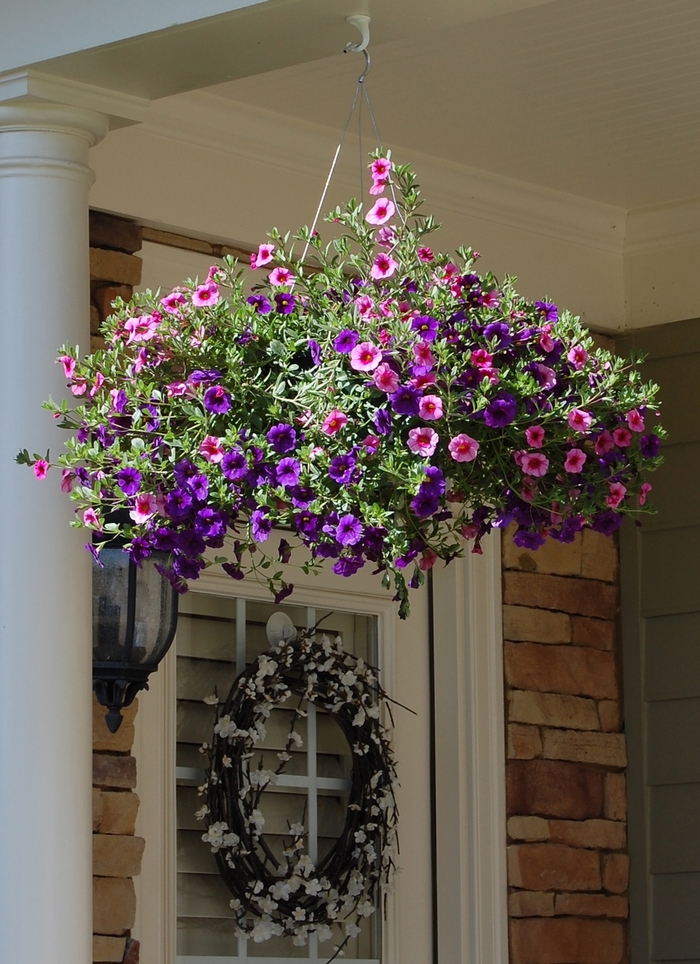 'Multiple Varieties' Hanging Baskets - Hanging Basket from Keathly Nursery