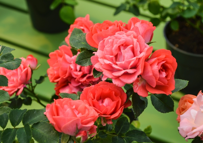 'Coral Drift&reg;' - Rosa (Rose) from Keathly Nursery