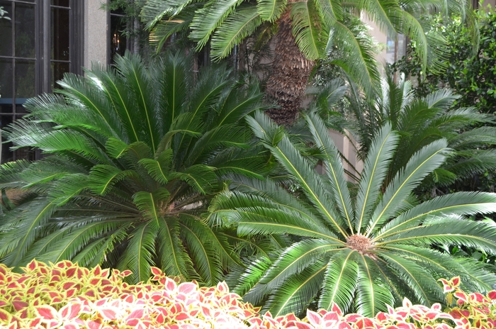 Sago Palm - Cycas revoluta from Keathly Nursery