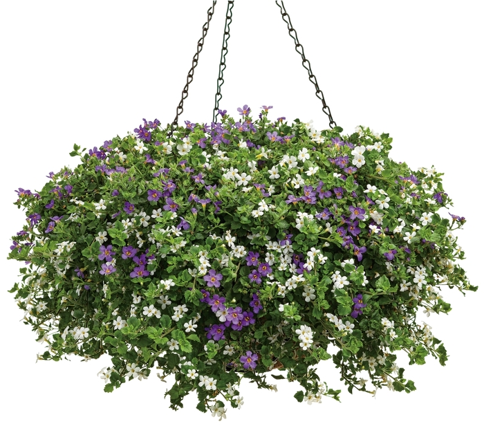 Hanging Basket - Hanging Basket from Keathly Nursery