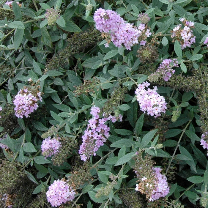 Lo & Behold&reg; 'Lilac Chip' - Buddleia (Butterfly Bush) from Keathly Nursery