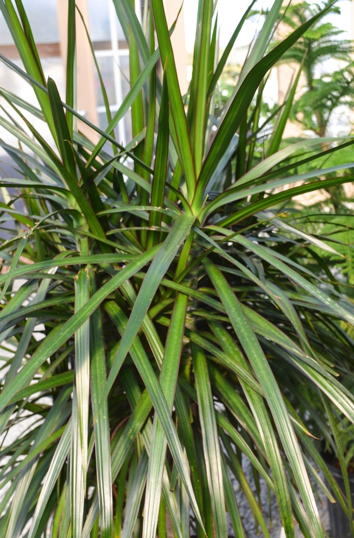 'Rainbow' Dragon Tree - Dracaena marginata from Keathly Nursery