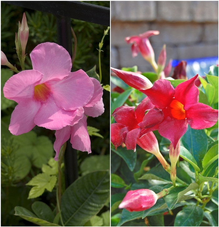 'Multiple Varieties' - Mandevilla sanderi from Keathly Nursery