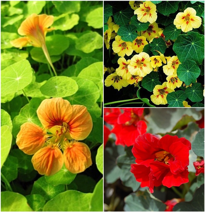 Assorted Nasturtium - Nasturtium from Keathly Nursery