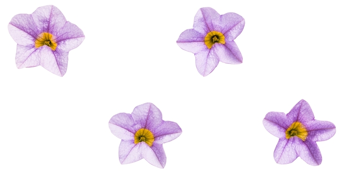 Superbells&reg; 'Miss Lilac' - Calibrachoa from Keathly Nursery